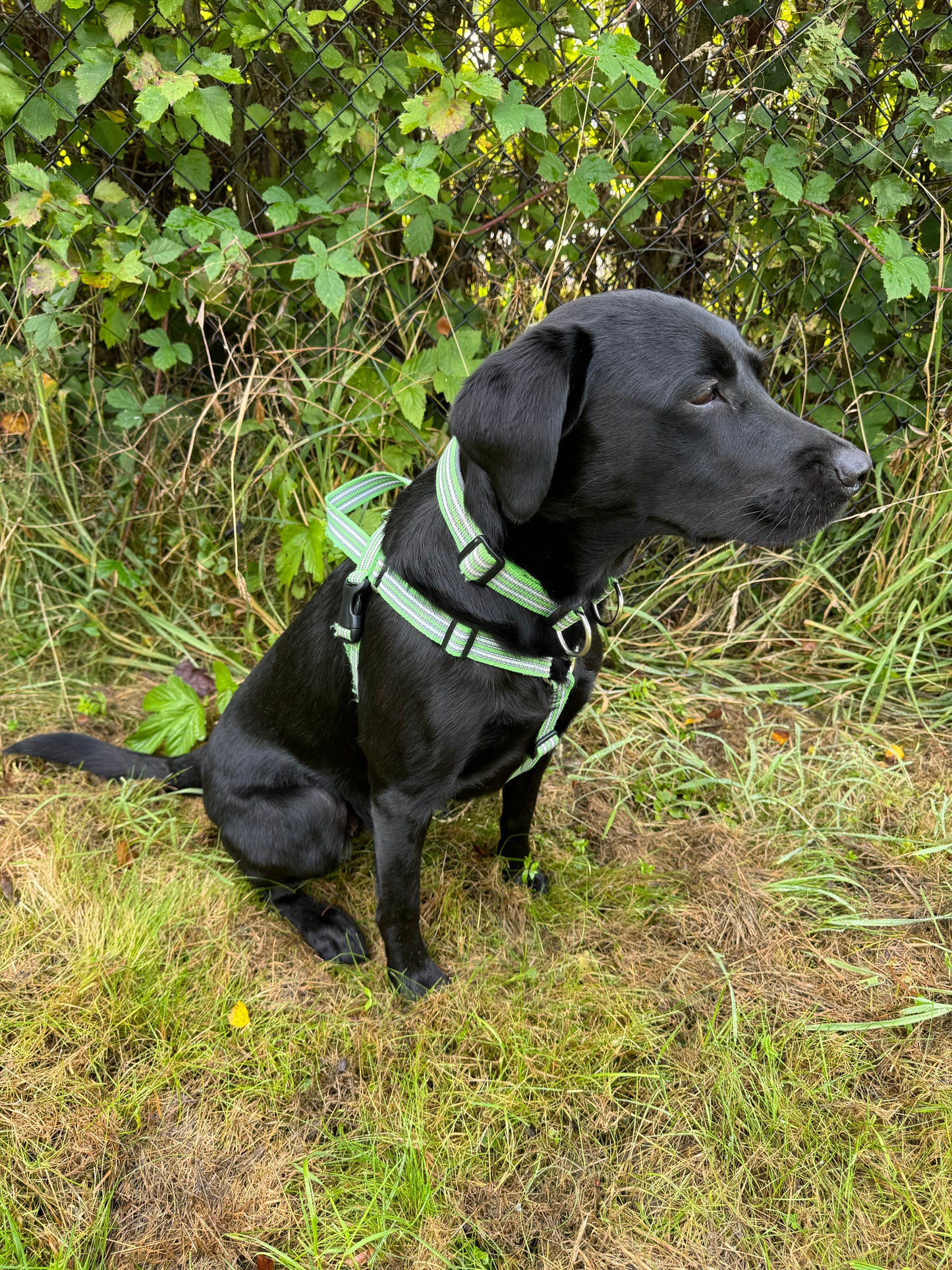 Metizoselen med handtag / Metizo Harness with handle