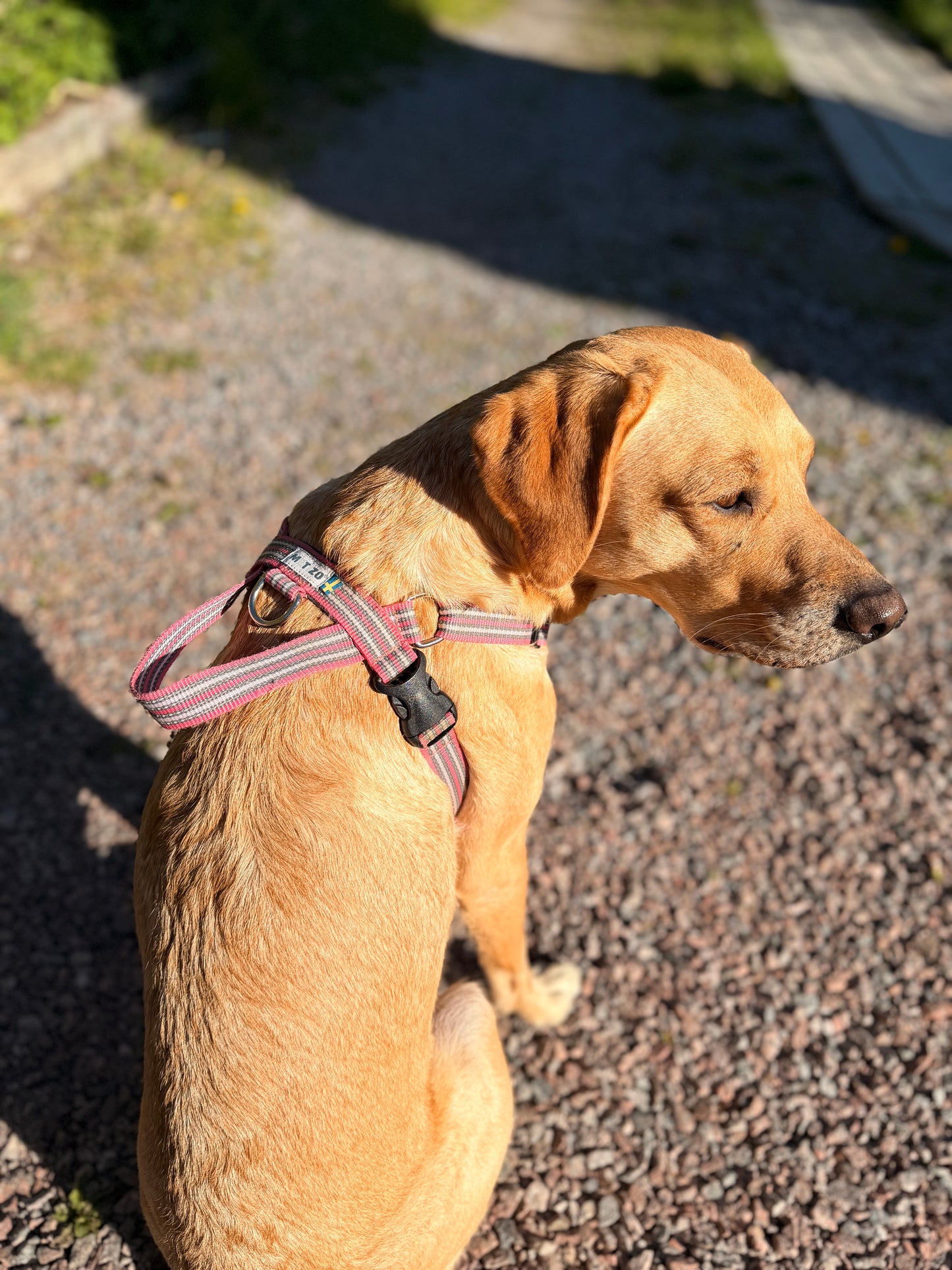 Metizoselen med handtag / Metizo Harness with handle