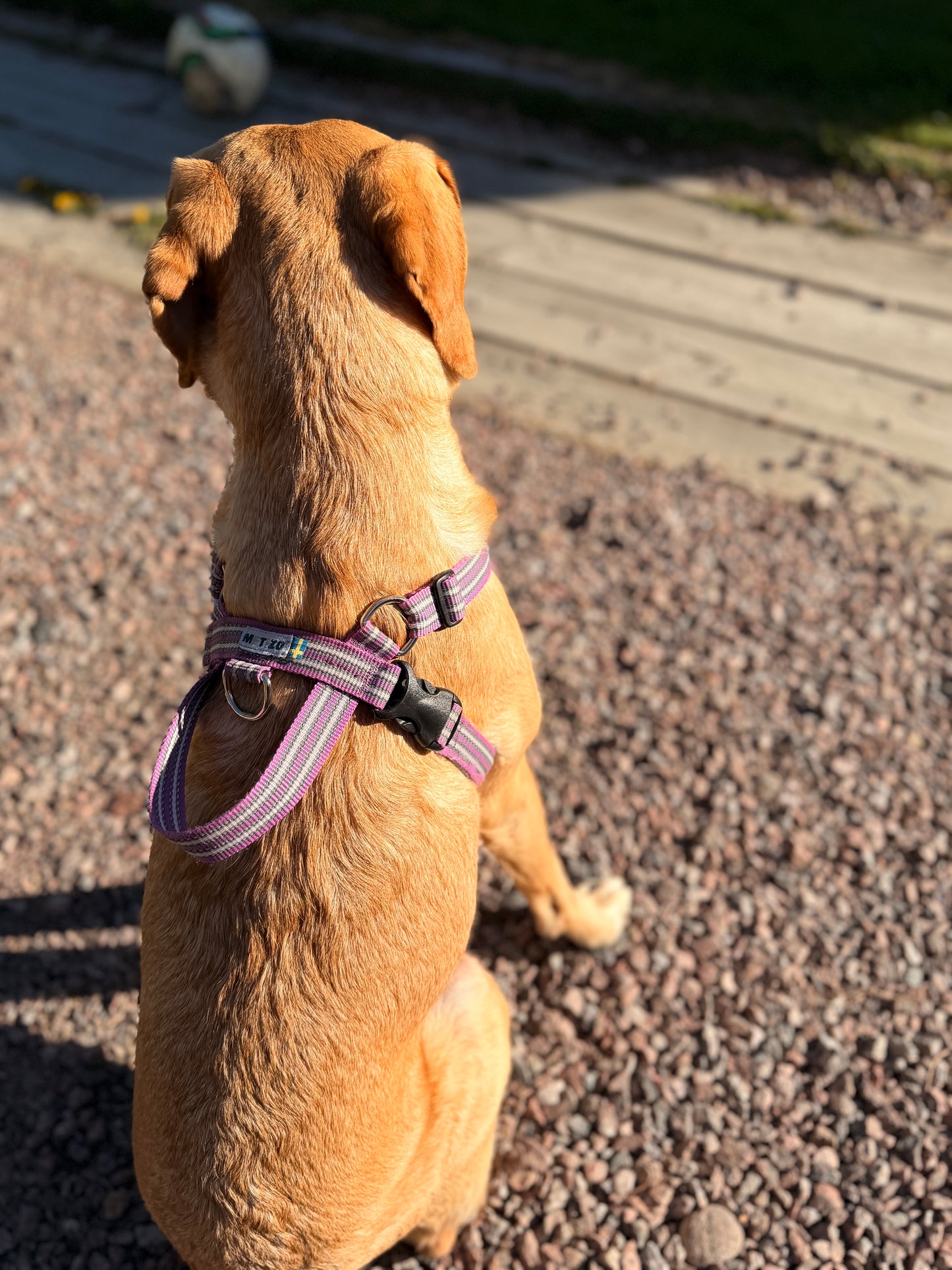 Metizoselen med handtag / Metizo Harness with handle